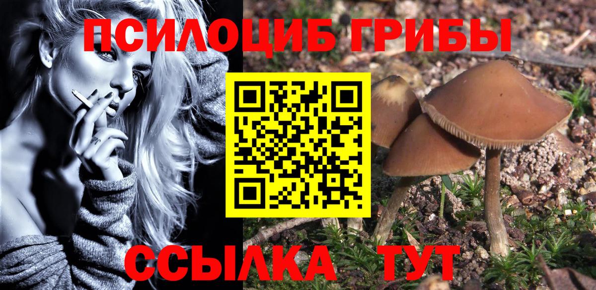 Галлюциногенные грибы Psilocybe Сунжа